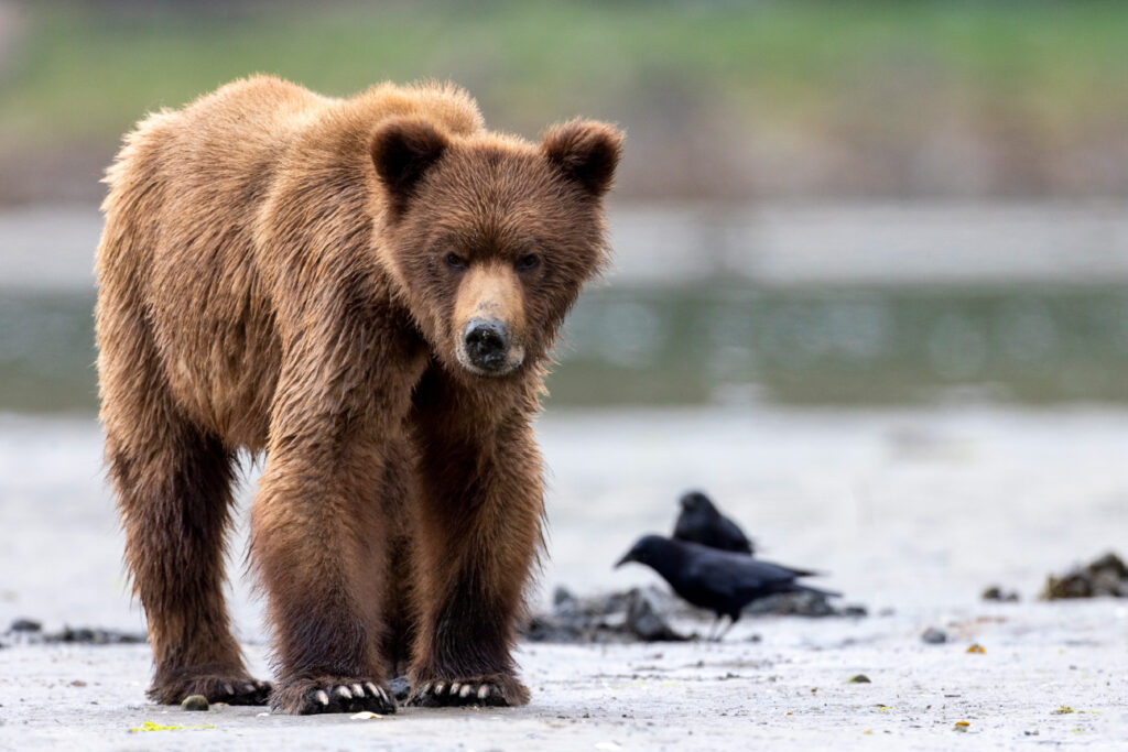 grizzly bear with crows in the background