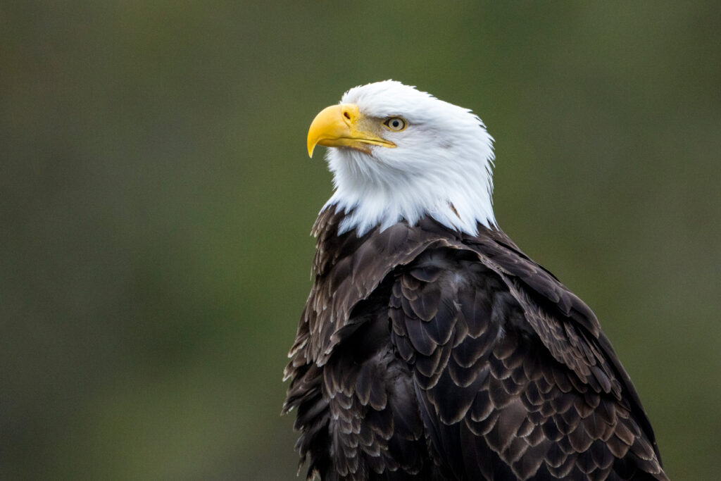 close up shot of a bald eagle