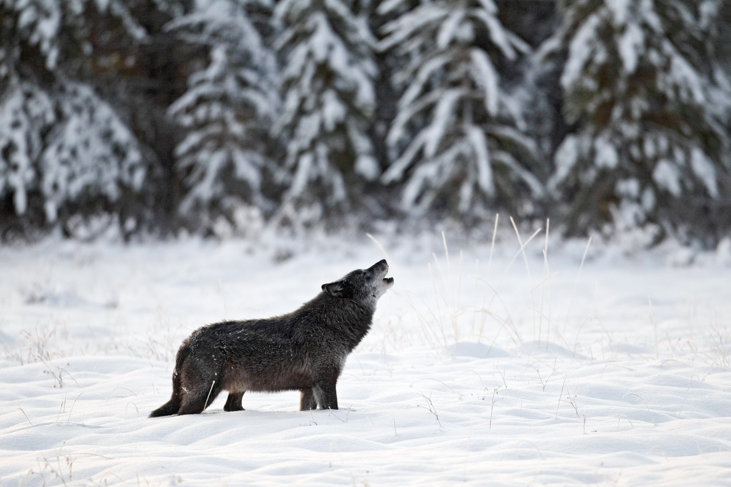 wolf howling in the snowy rockies