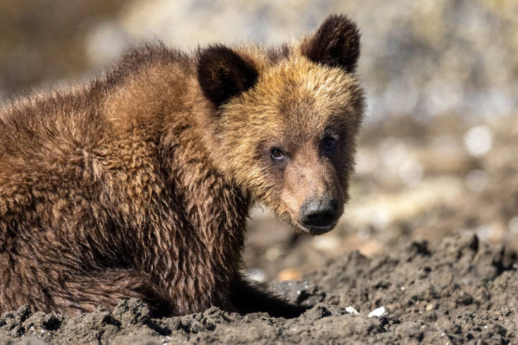 close up of a grizzly bear